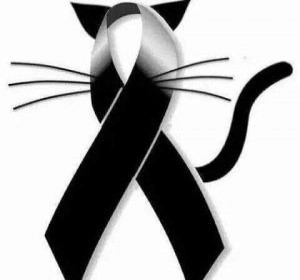 a rip angel kitty ribbon